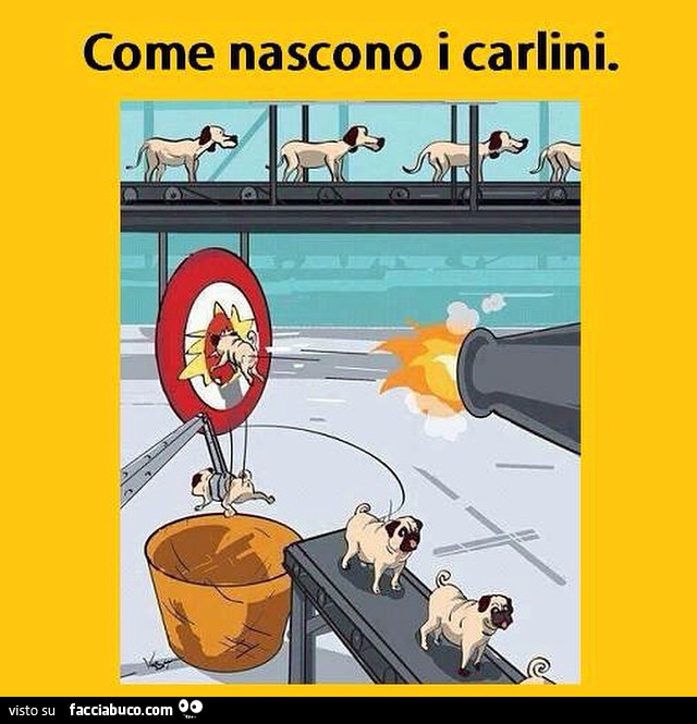 Come nascono i carlini