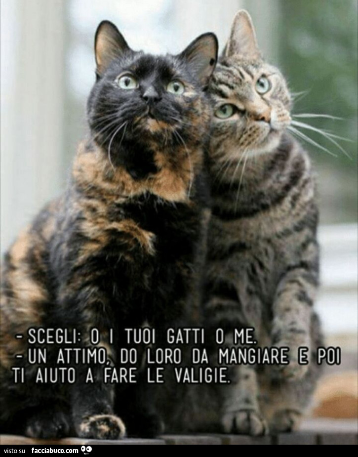 Scegli o i tuoi gatti o me. Un attimo. Do loro da mangiare e poi ti aiuto a fare le valigie