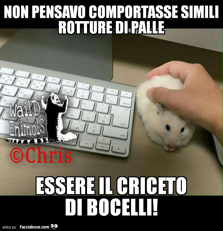 Usa un criceto come mouse: Non pensavo comportasse simili rotture essere criceto di Bocelli