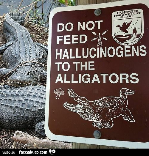 Non gettate funghetti allucinogeni agli alligatori