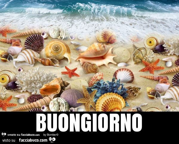 Conchiglie. Buongiorno