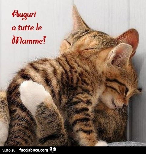 Mamma gatta abbraccia il gattino. Auguri a tutte le mamme