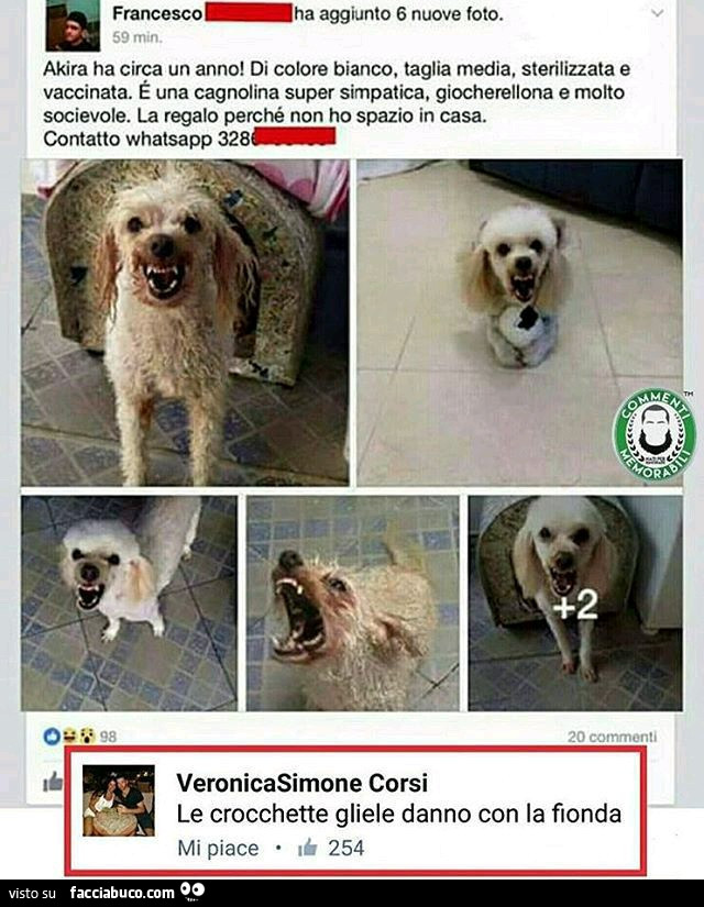 Cagnolina giocherellona