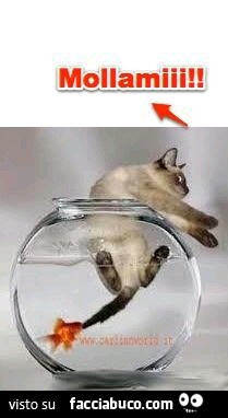 Il pesce rosso morde la coda del gatto. Lasciami