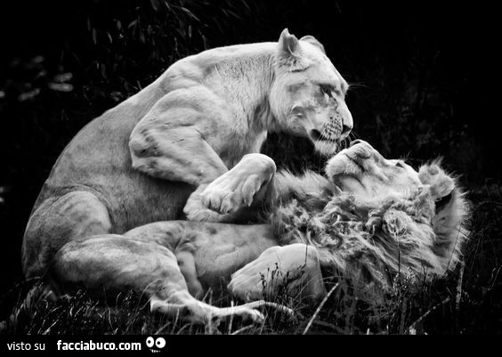 Leone e leonessa si fanno le coccole