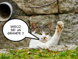 Vaccata