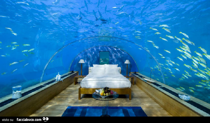 Letto sotto l'acquario gigante