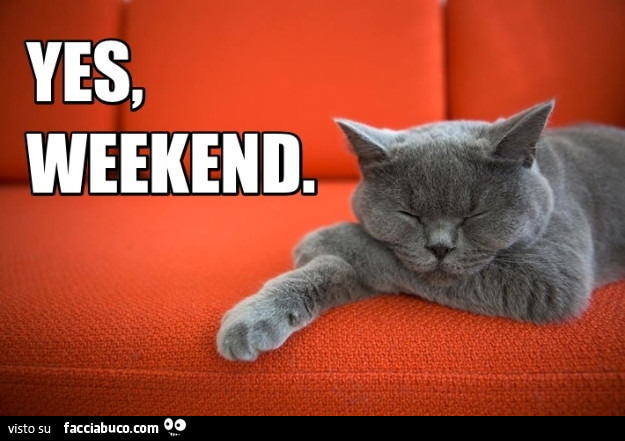 Gatto sul divano. Yes, Weekend - Facciabuco.com