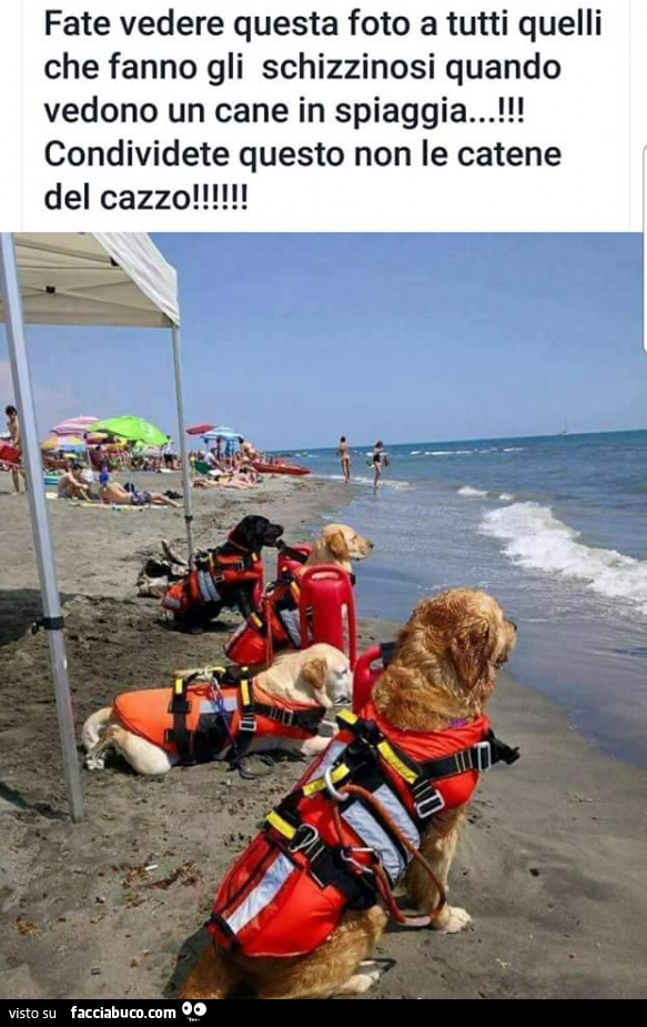 Fate vedere questa foto a tutti quelli che fanno gli schizzinosi quando vedono un cane in spiaggia! Condividete questo non le catene del cazzo