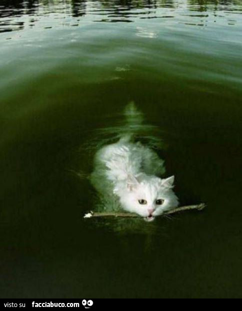 Gatto nuota con un bastoncino in bocca: gatto da riporto