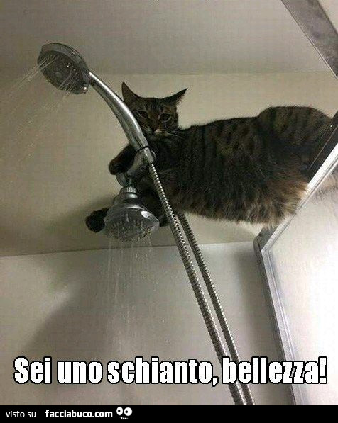Sei uno schianto, bellezza. Gatto sopra la doccia