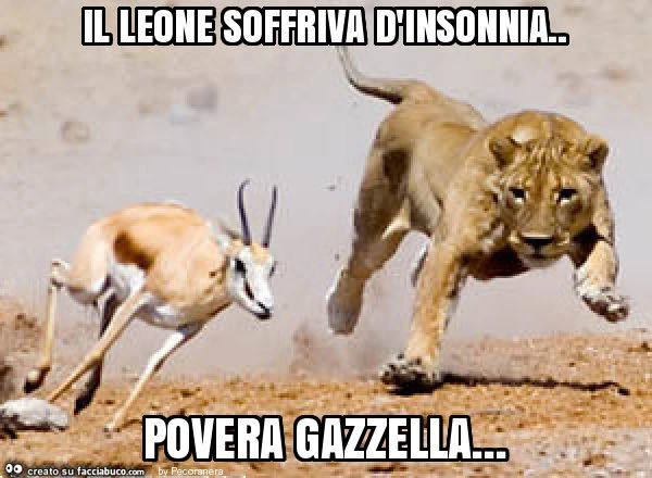 Il leone soffriva d'insonnia. Povera gazzella