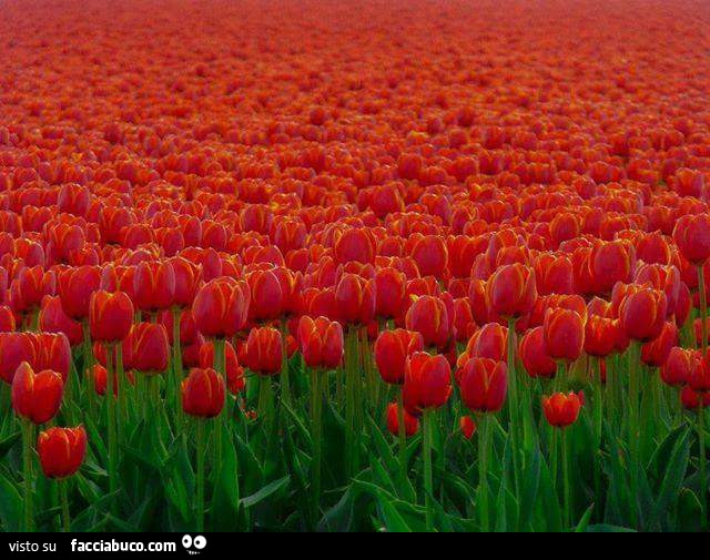 Campo di tulipani rossi