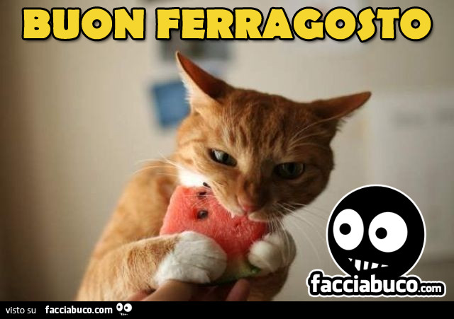Gatto mangia l'anguria. Buon Ferragosto