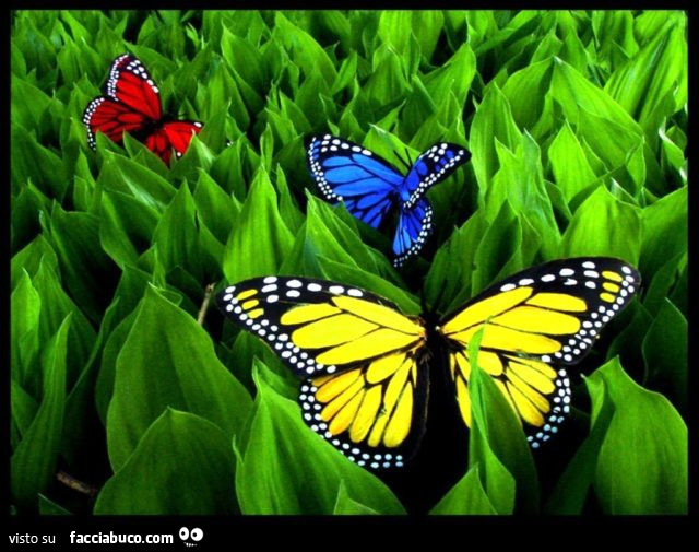 Farfalle colorate