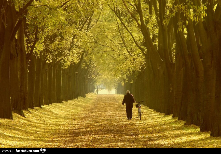 Foto di un viale di alberi in autunno