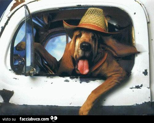 Cane col cappello fuori dal finestrino del guidatore