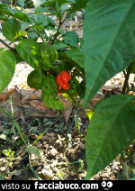 Vaccata