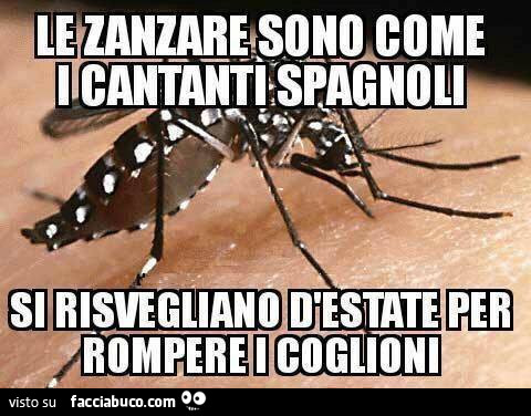 Zanzare sono come cantanti spagnoli si risvegliano d'estate per rompere i coglioni
