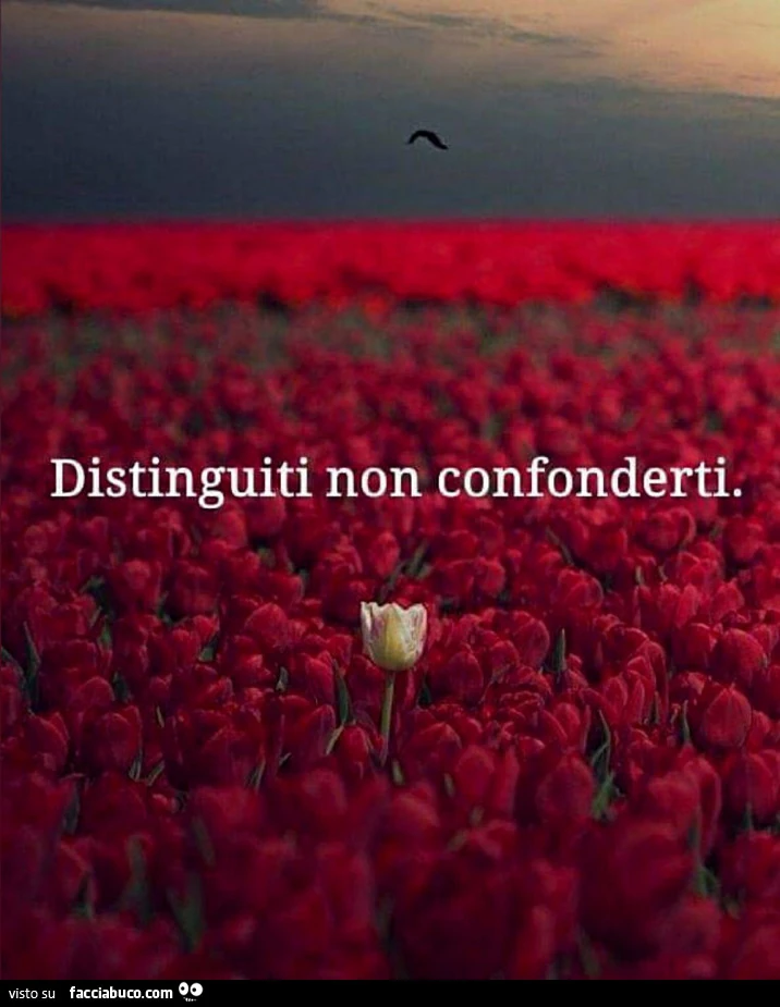 Distinguiti non confonderti. Tulipano chiaro in mezzo ai tulipani rossi