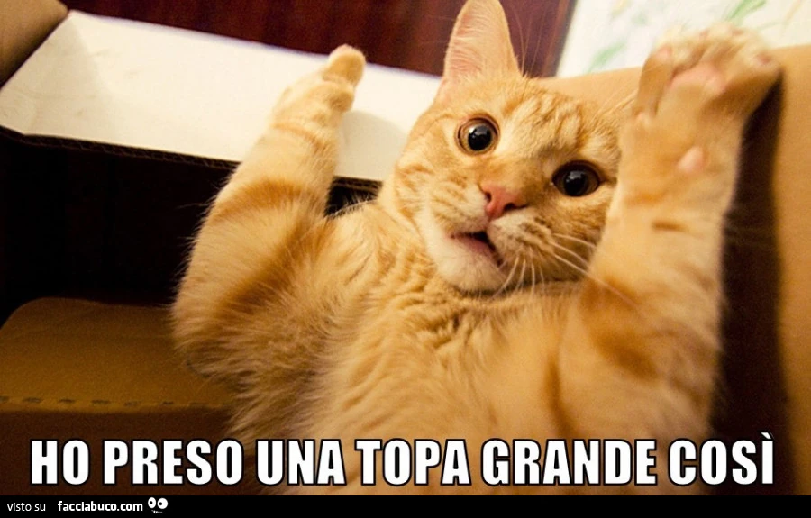 Ho preso una topa grande cosi