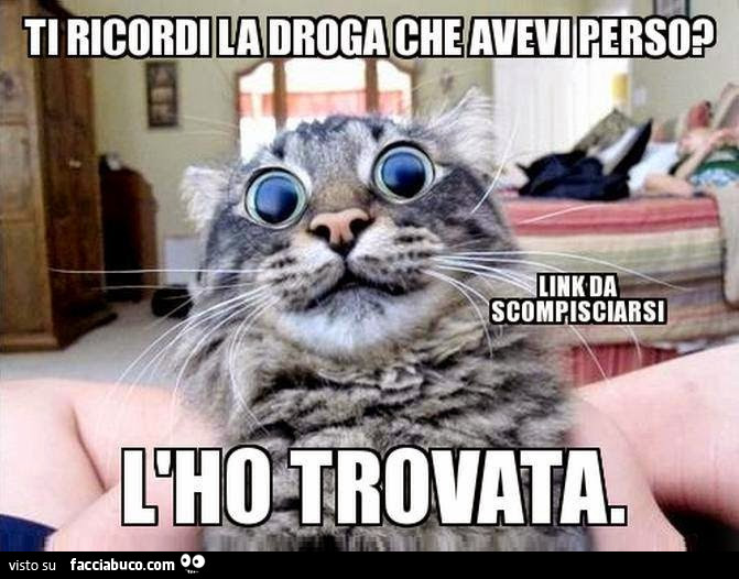 Gatto: ti ricordi la droga che avevi perso? l'ho trovata