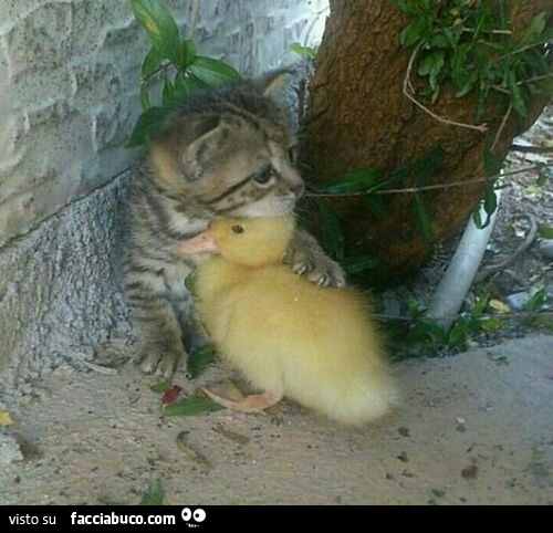 Gattino abbraccia paperella