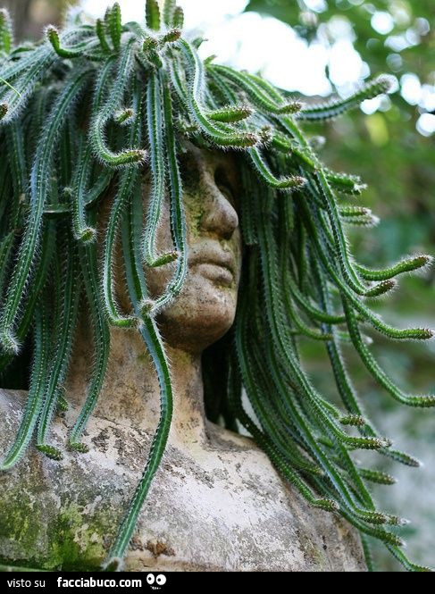 Piante grasse come capelli della statua