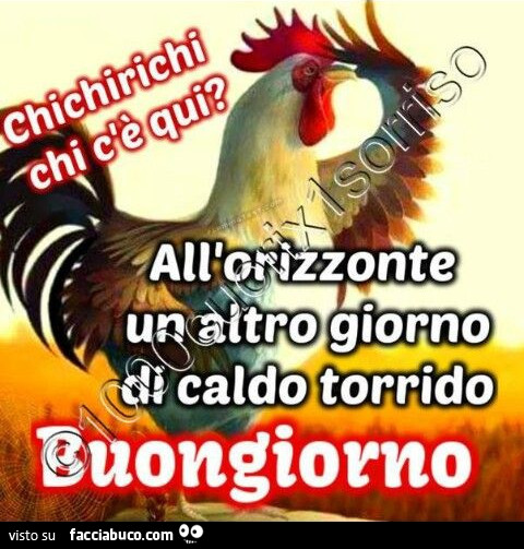 Chichirichi chi c'è qui? All'orizzonte un altro giorno di caldo torrido. Buongiorno