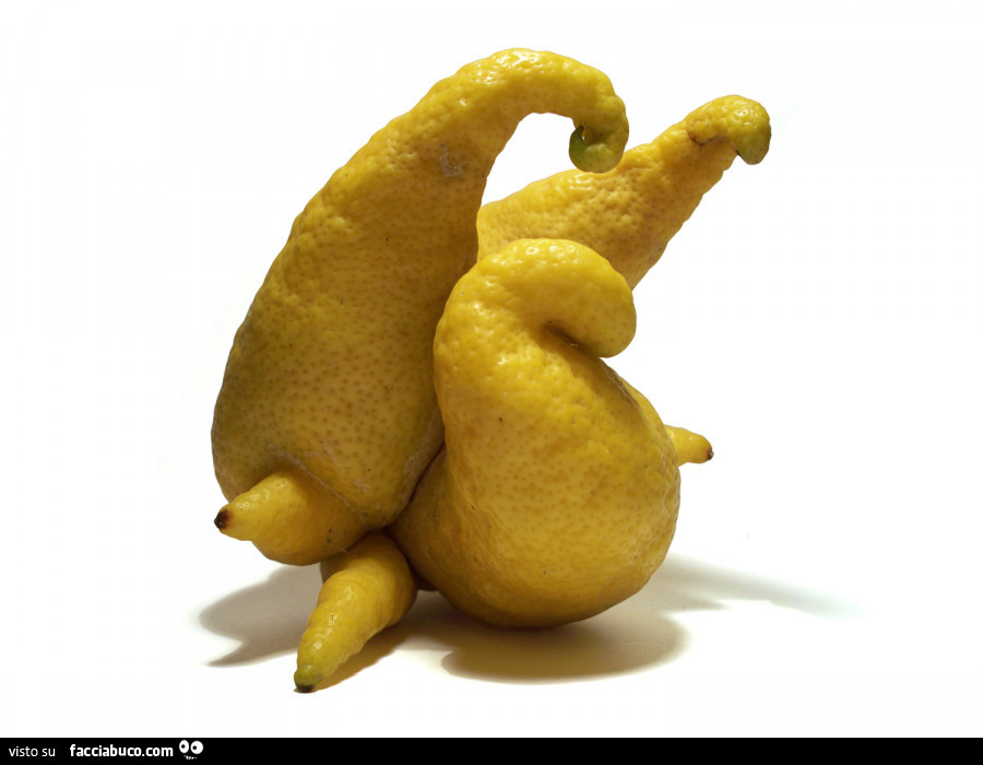Strani limoni in accoppiamento