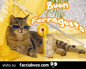 Gatto con la bevanda. Buon Ferragosto