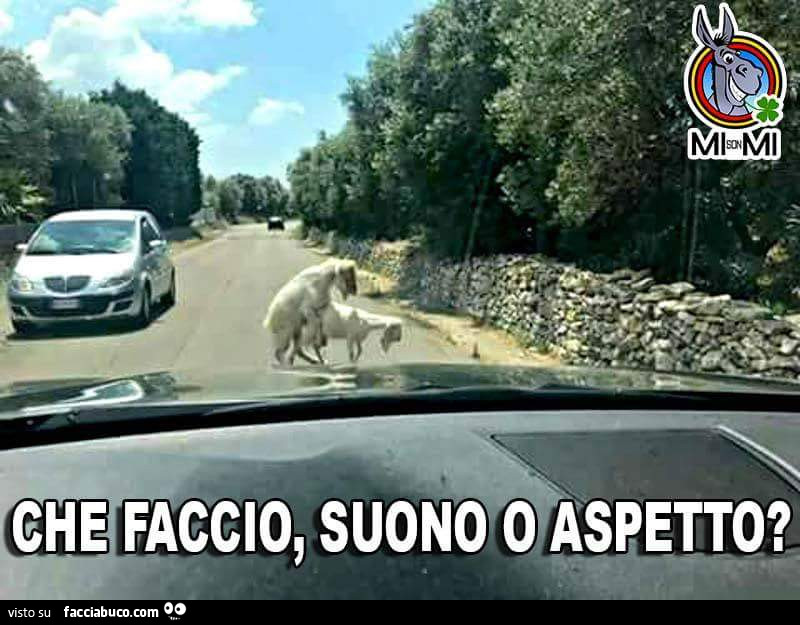 Capre fanno sesso per strada. Che faccio, suono o aspetto?