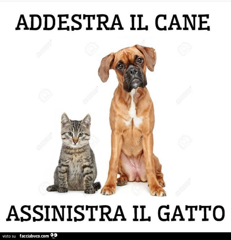 Addestrare il cane. Assinistra il gatto