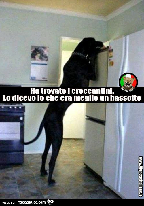 Ha trovato i croccantini. Lo dicevo io che era meglio un bassotto