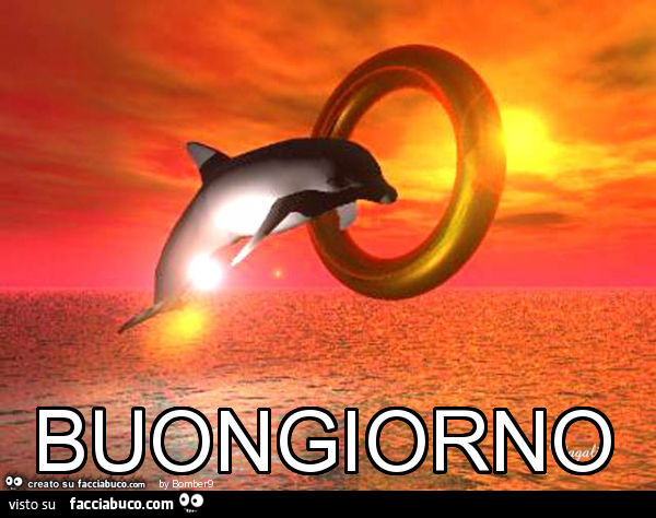 Delfino salta dentro un anello: Buongiorno