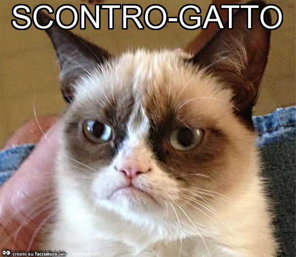 Scontro-gatto