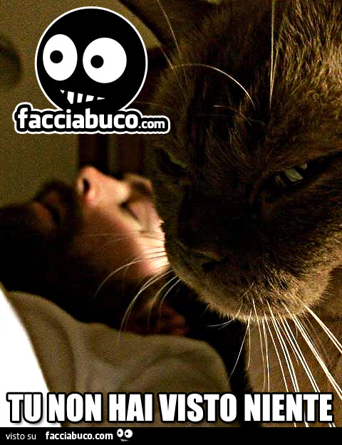 Gatto malvagio. Tu non hai visto niente