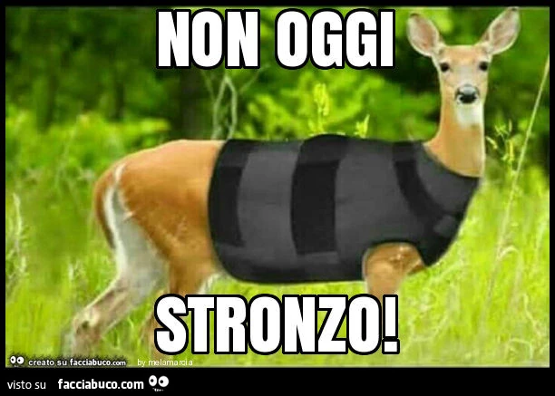 Cerbiatto con il giubbotto anti proiettili. Non oggi… stronzo