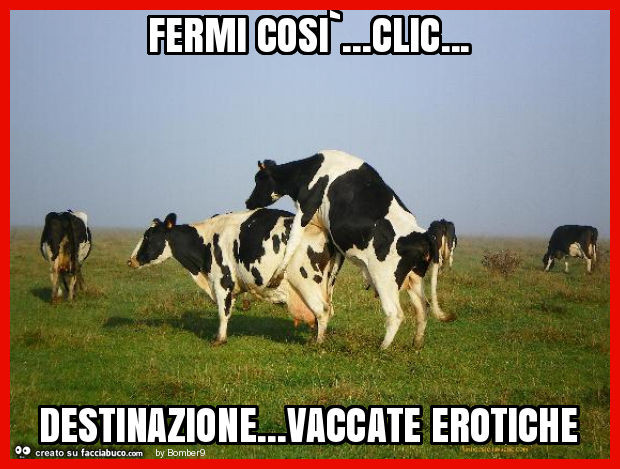 Vaccate erotiche