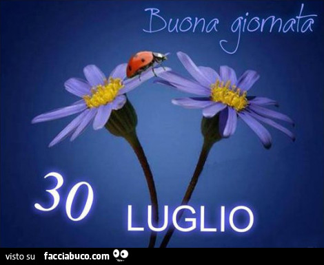 Buona giornata. Fiori e coccinella. 30 Luglio