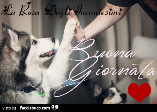 Dando il cinque al cane. Buona giornata