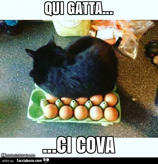 Qui gatta… ci cova