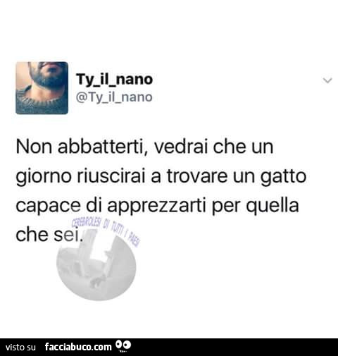 Non abbatterti, vedrai che un giorno riuscirai a trovare un gatto capace di apprezzarti per quella che sei