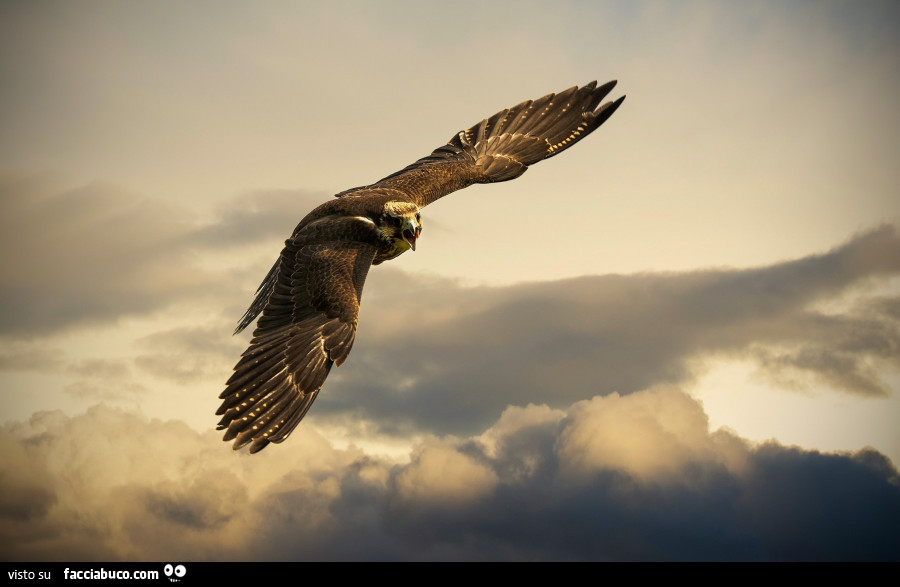 Maestosa aquila in volo