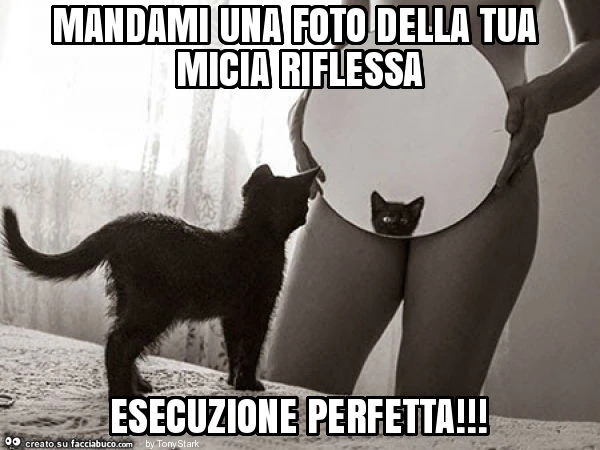 Mandami una foto della tua micia riflessa esecuzione perfetta