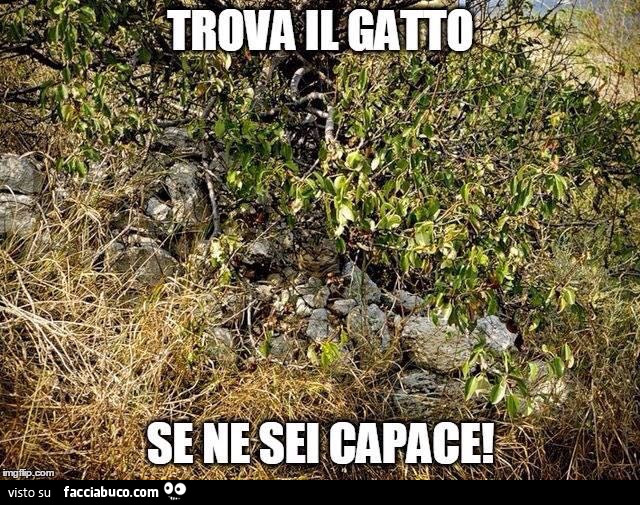 Trova il gatto se ne sei capace