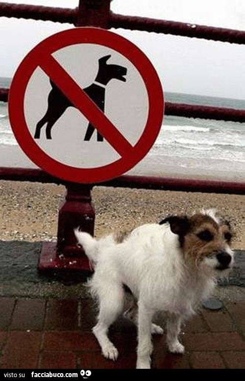 Cane caga vicino al cartello divieto di cani