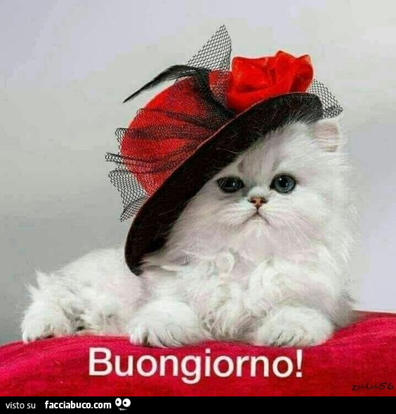 xje3j1n5nc-gatto-bianco-con-cappello-rosso-elegante-in-testa-buongiorno-buongiorno-facciabuco_b.jpg