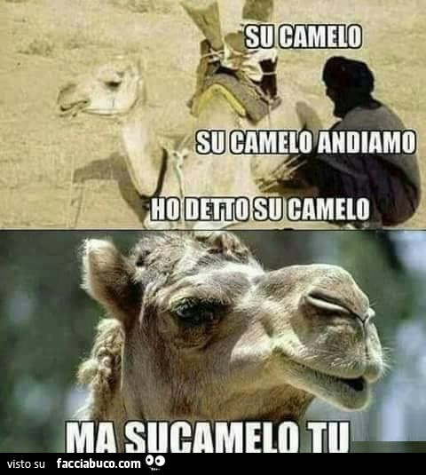Su camelo. Su camelo andiamo. Ho detto su camelo. Ma sucamelo tu