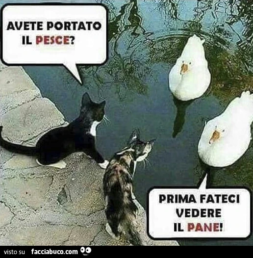 Gatti: Avete portato il pesce? Oche: Prima fateci vedere il pane